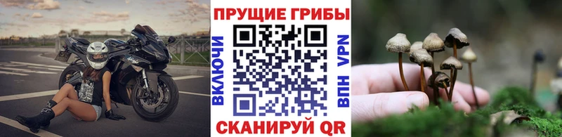 закладка  Сибай  дарк нет наркотические препараты  Псилоцибиновые грибы GOLDEN TEACHER 